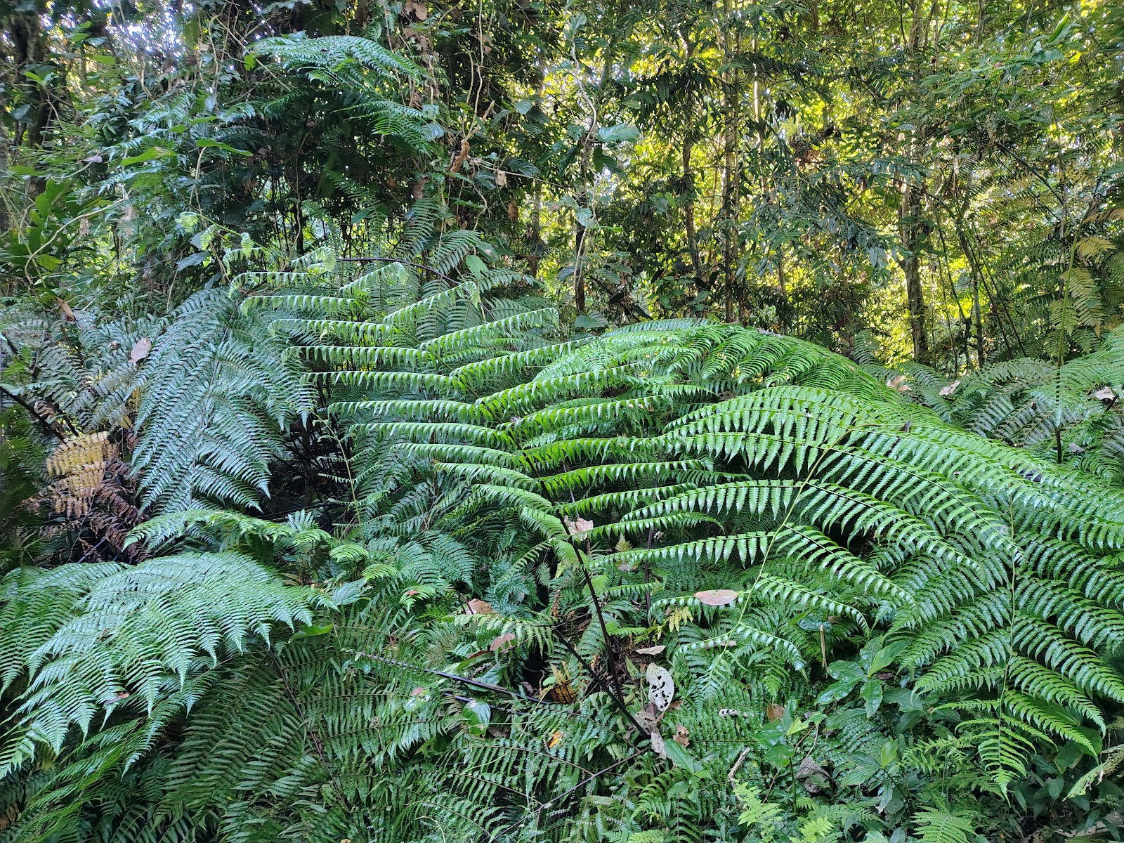 Hoollongapar Gibbon Sanctuary