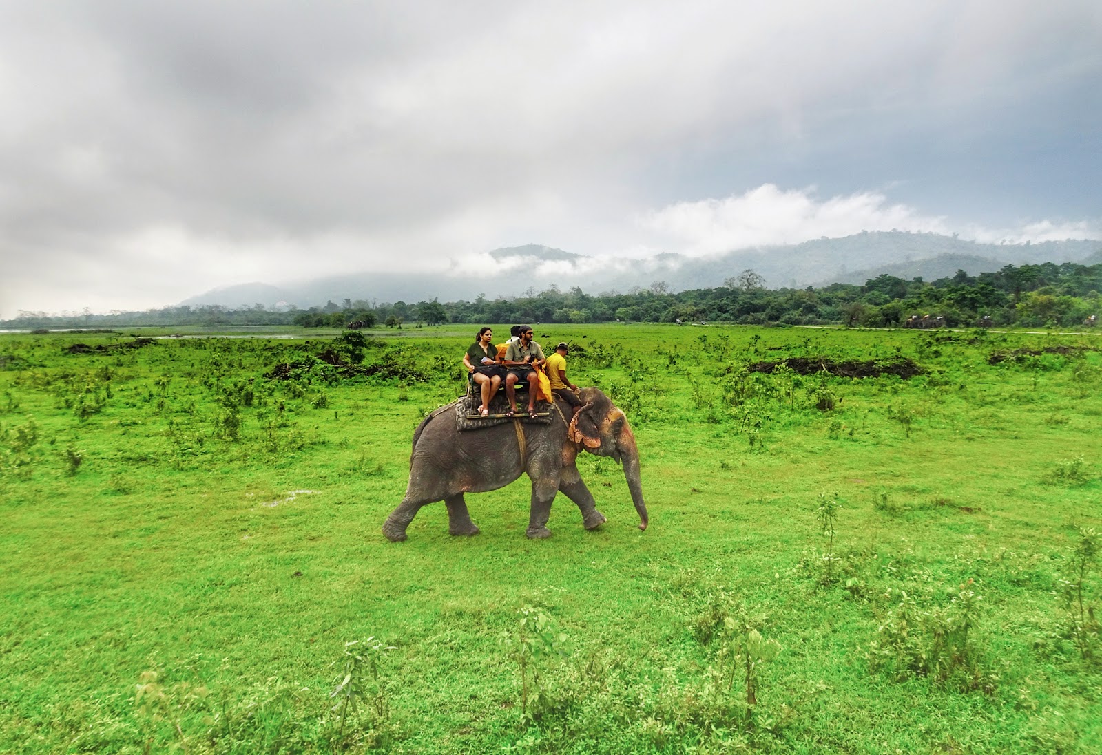 Kaziranga National Park