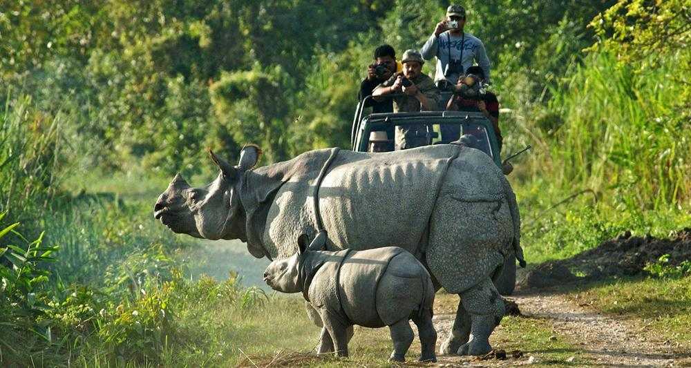 Kaziranga National Park