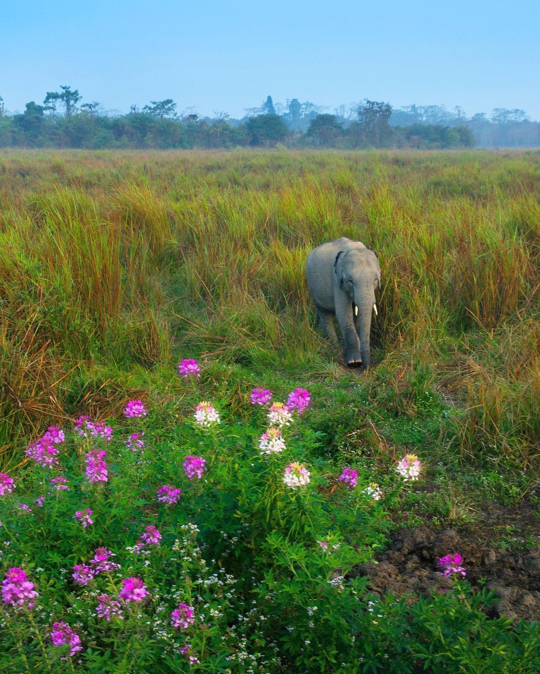 Kaziranga National Park