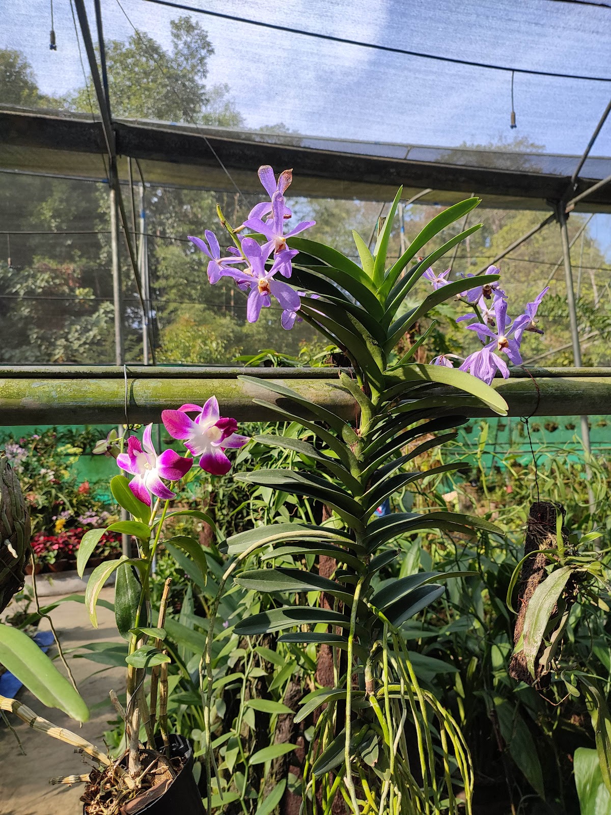 Kaziranga Orchid and Biodiversity Park