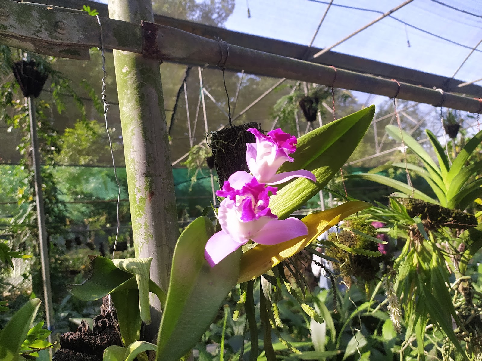 Kaziranga Orchid and Biodiversity Park