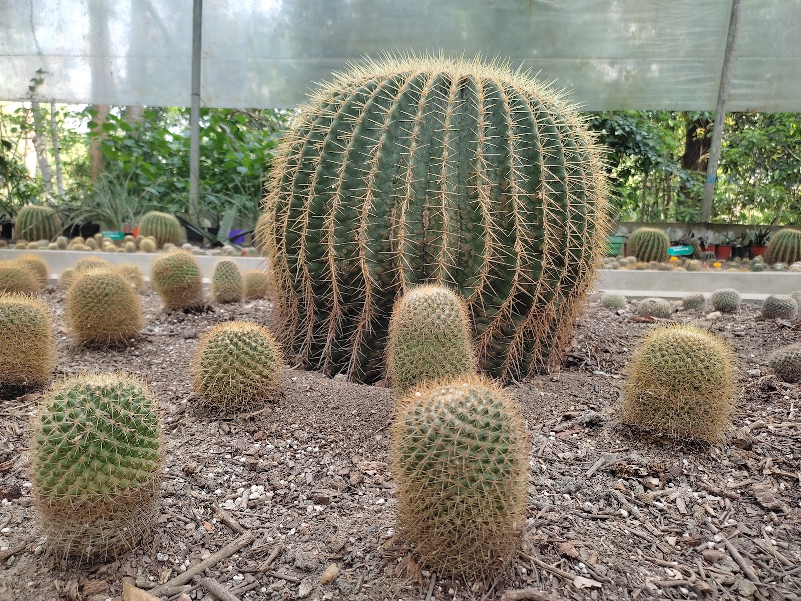 Kaziranga Orchid and Biodiversity Park