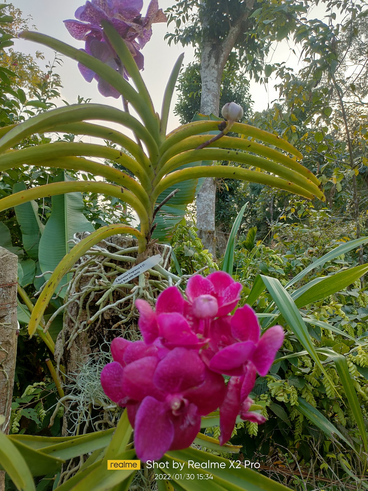 Kaziranga Orchid and Biodiversity Park