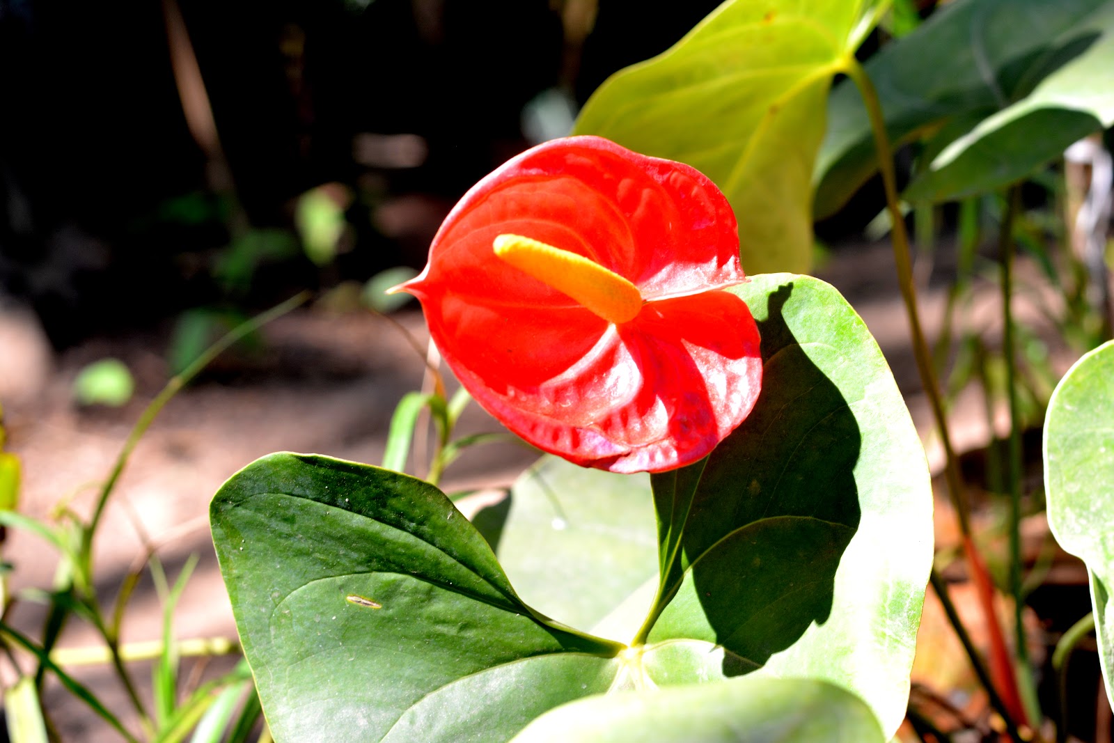 Kaziranga Orchid and Biodiversity Park