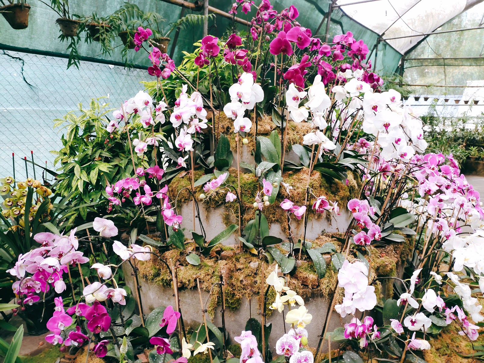 Kaziranga Orchid and Biodiversity Park