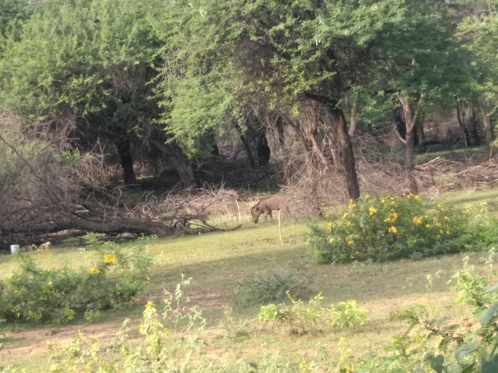 Pocharam Wildlife Sanctuary and Lake