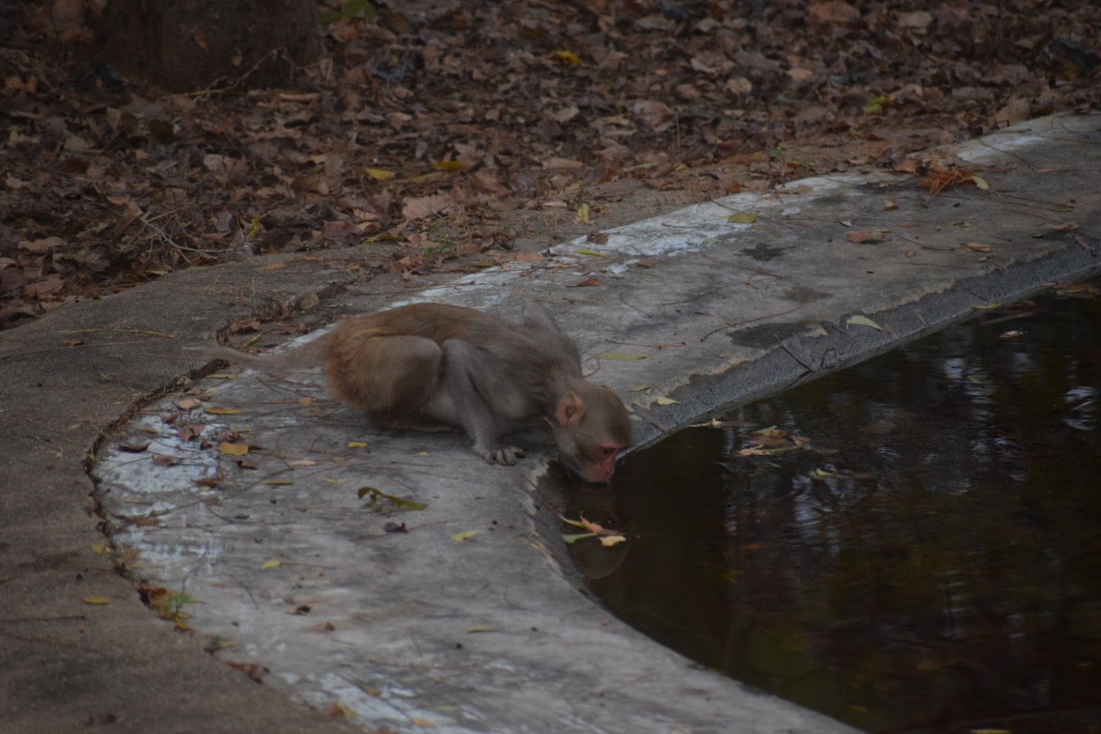 Pocharam Wildlife Sanctuary and Lake