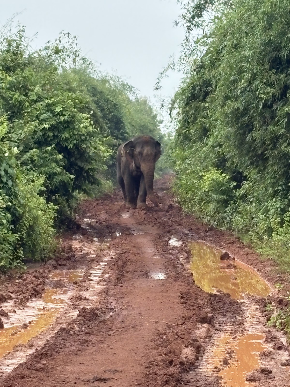 Chandaka Wildlife Sanctuary