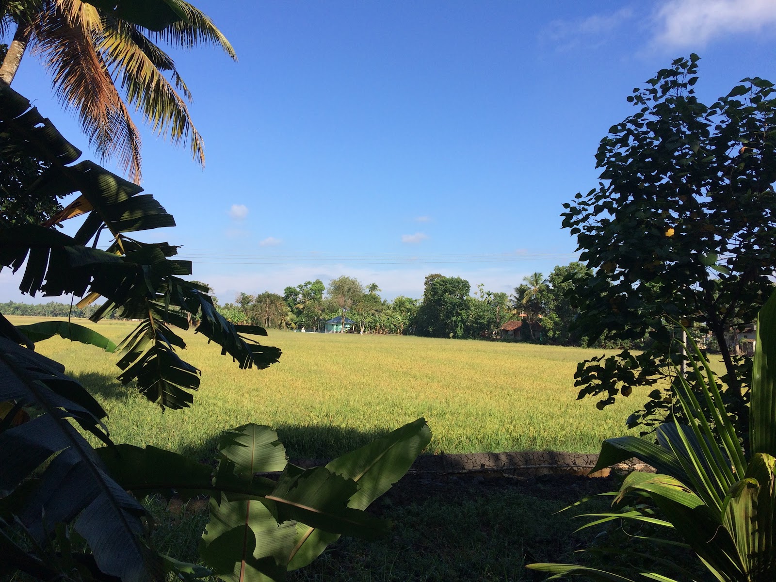 Alleppey (Alappuzha)