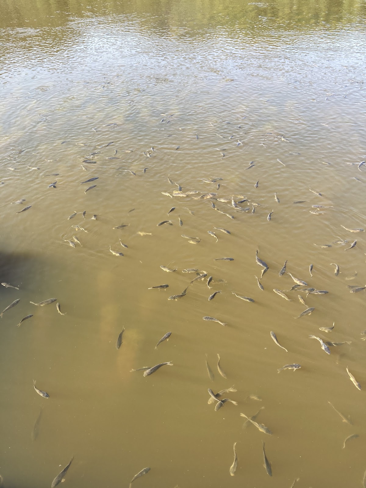 Khajjiar Lake and Central Meadow