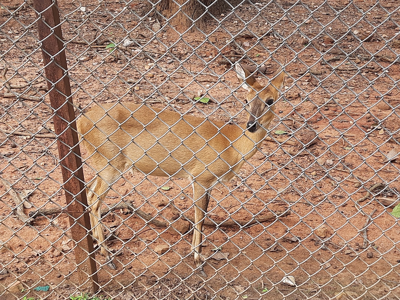 Kinnerasani Wildlife Sanctuary