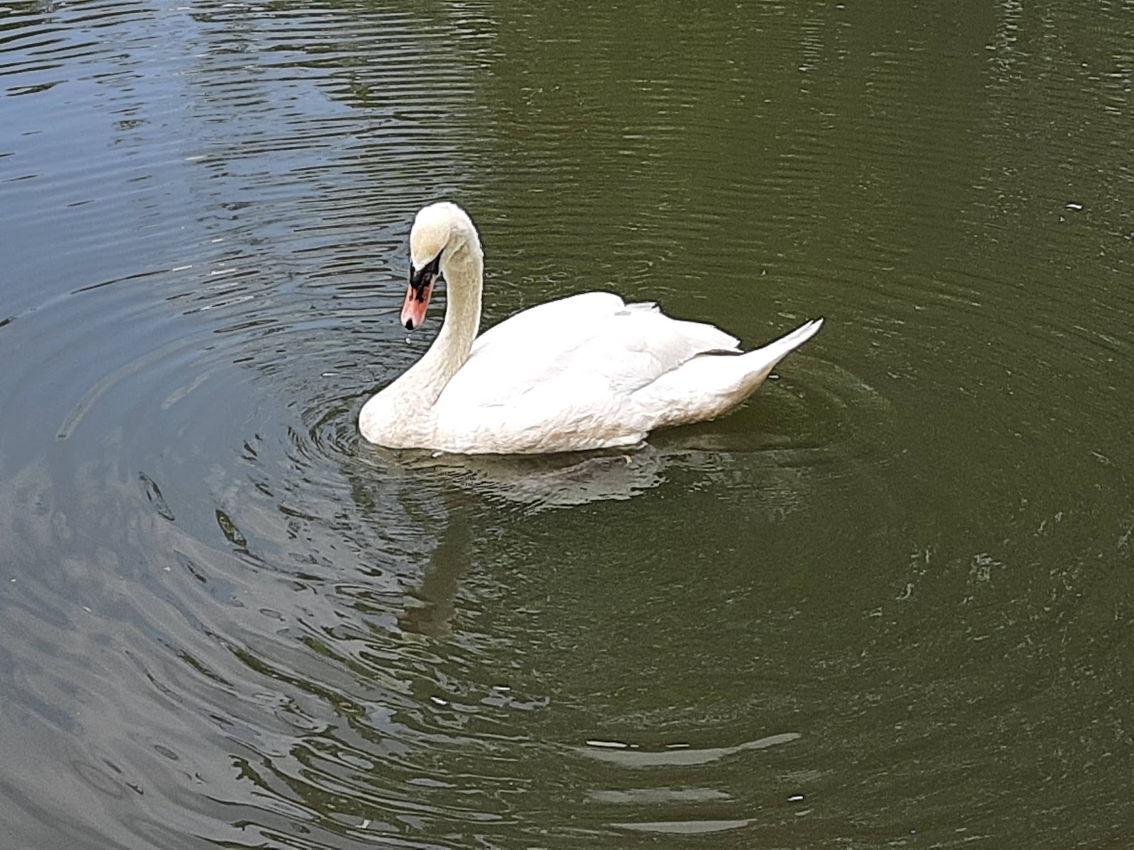 Kinnerasani Wildlife Sanctuary