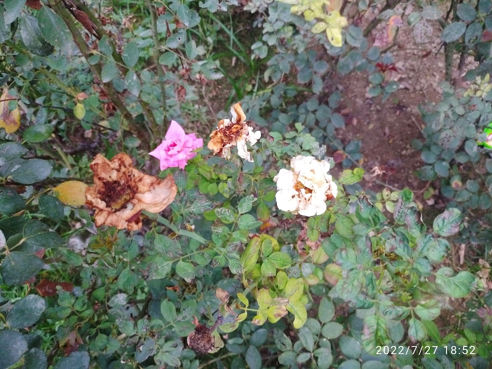 Shaheed Bhagat Singh Memorial Park