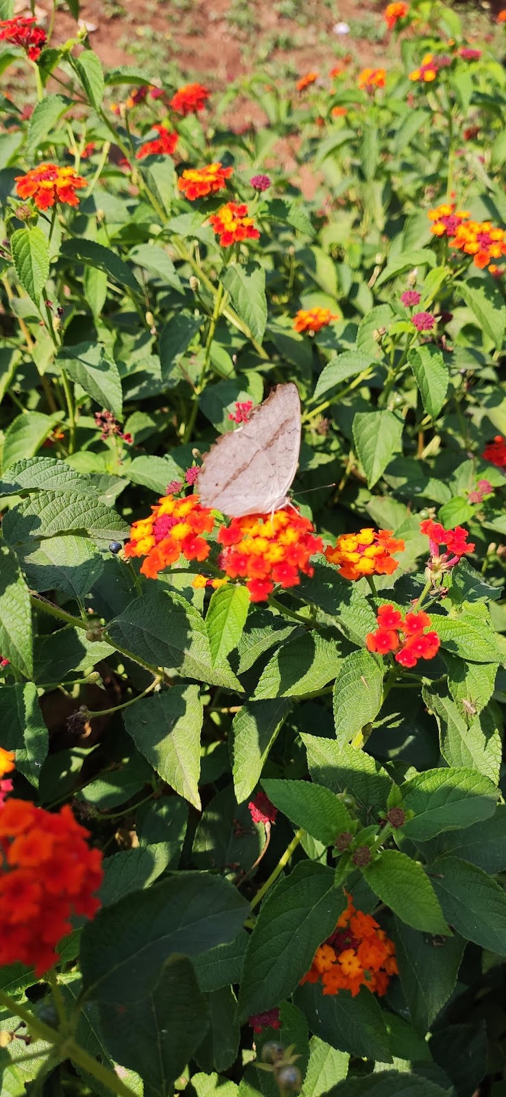 Maharashtra Nature Park