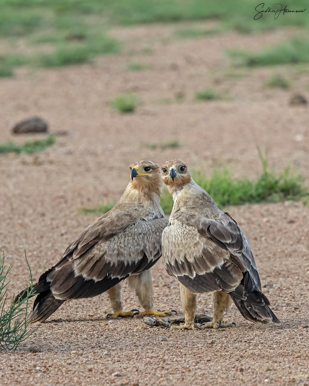 Desert National Park