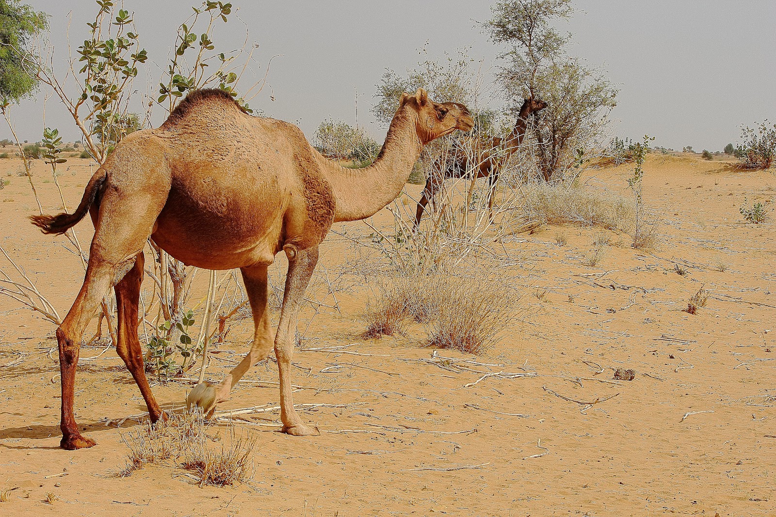 Desert National Park