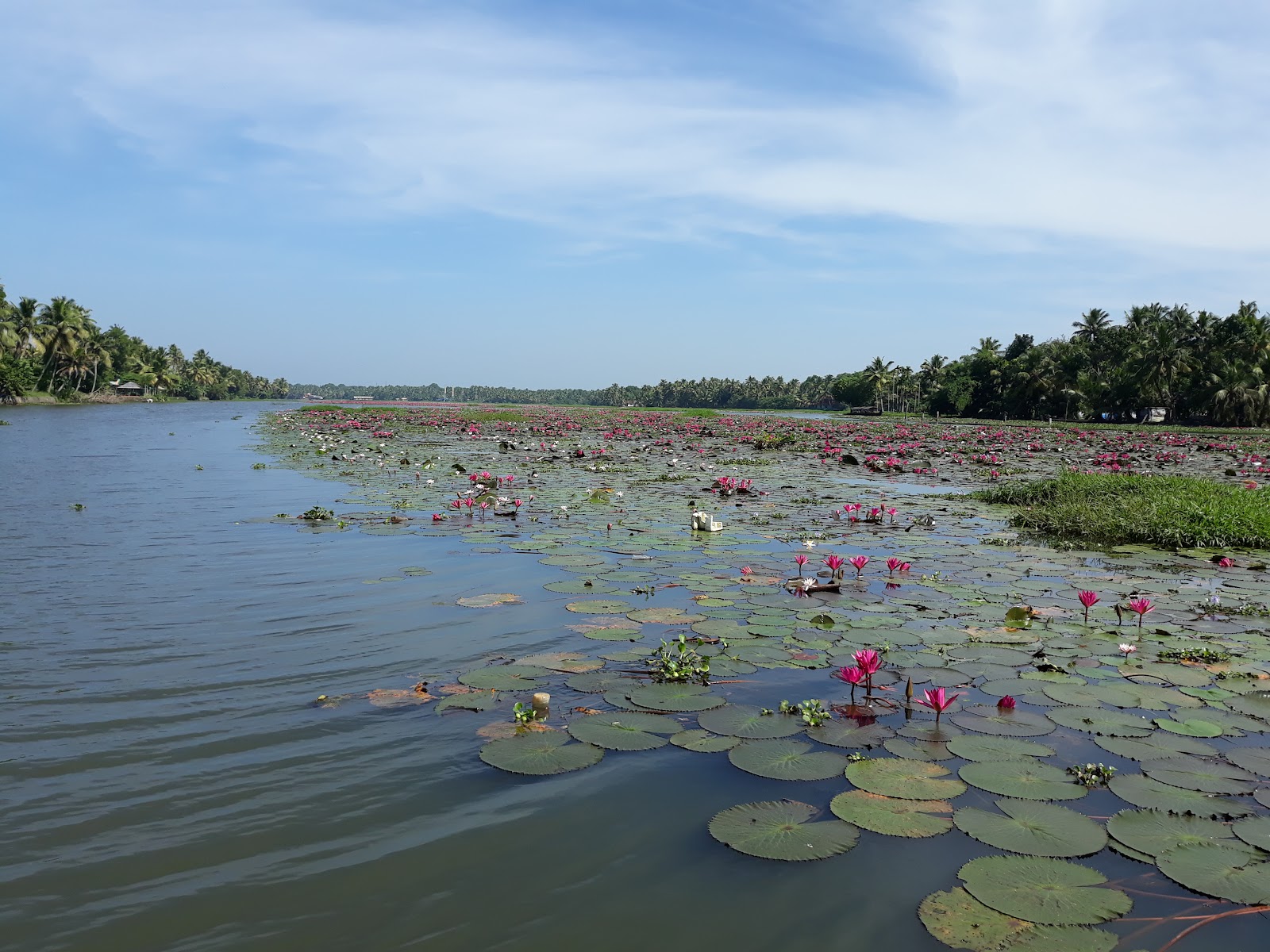 Kumarakom Bird Sanctuary