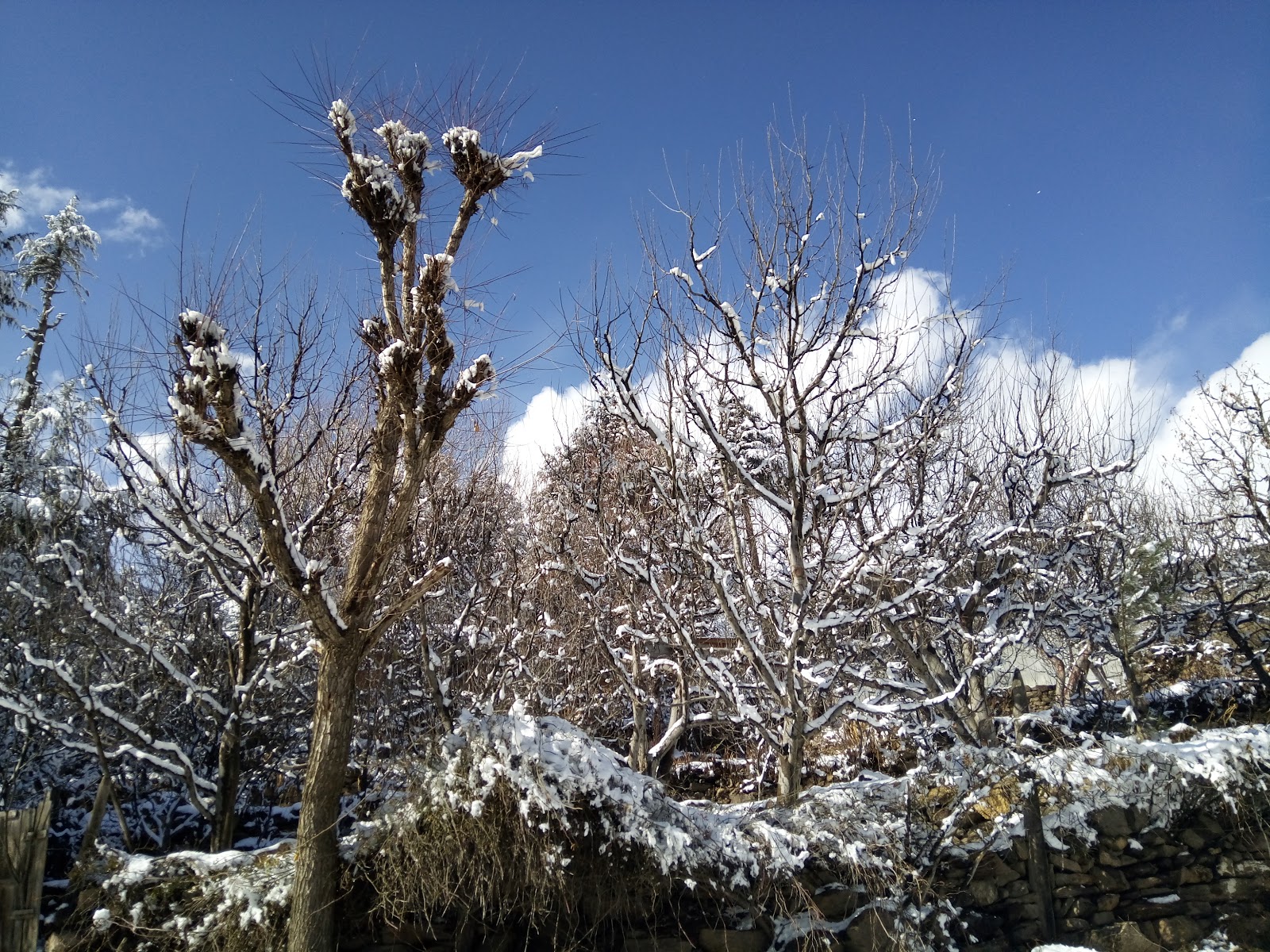 Kalpa Village and Apple Orchards