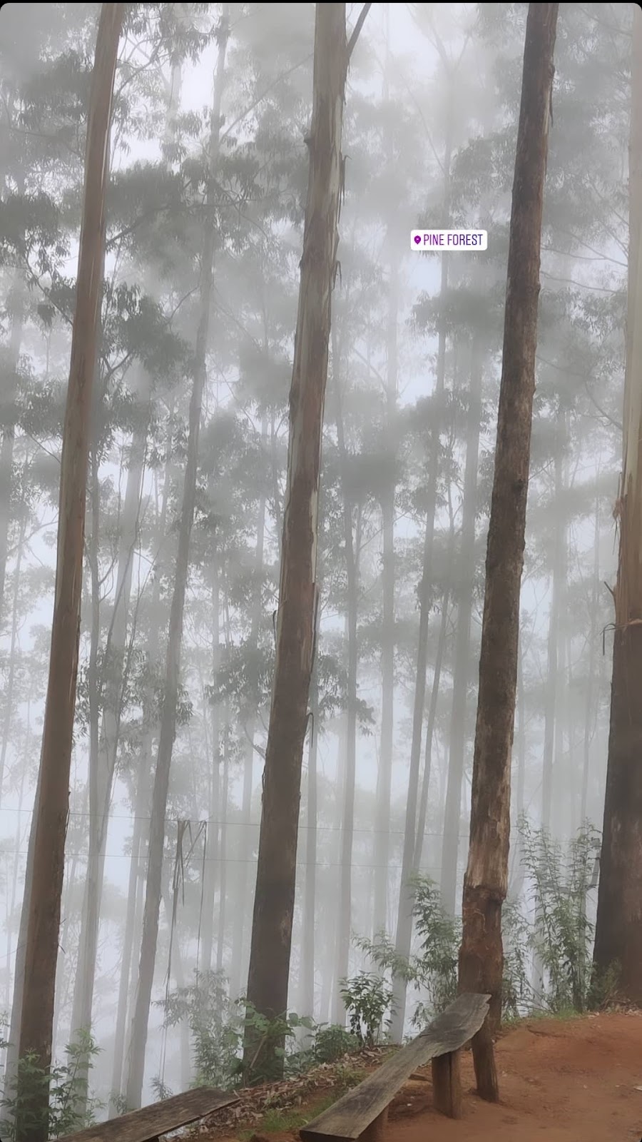 Kodaikanal Pine Forest