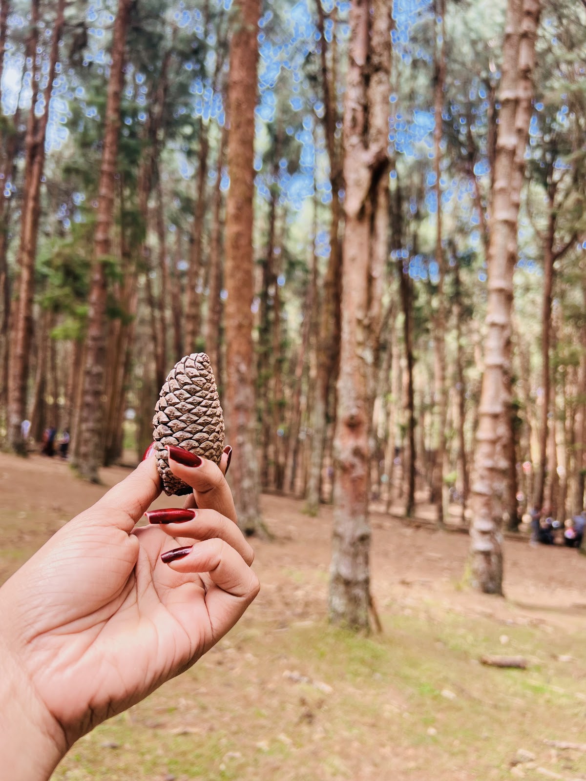 Kodaikanal Pine Forest