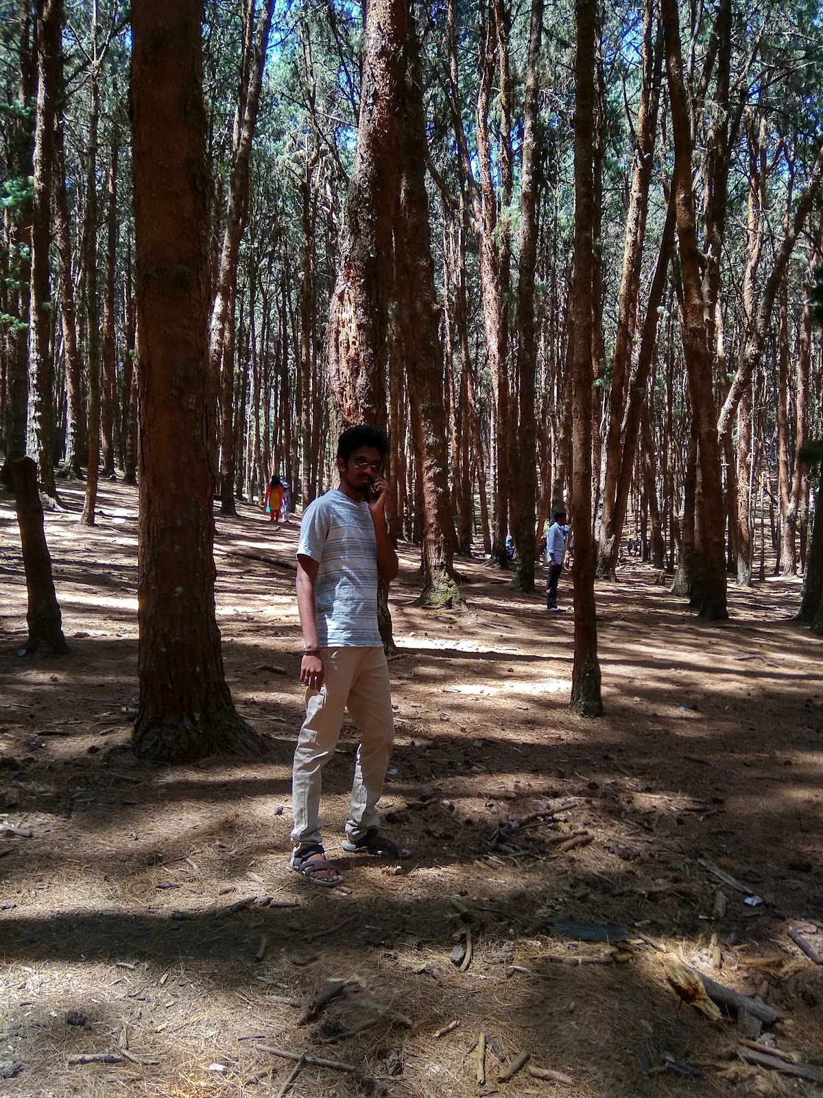 Kodaikanal Pine Forest