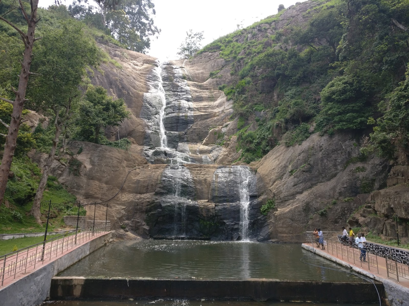 Kodaikanal Pine Forest