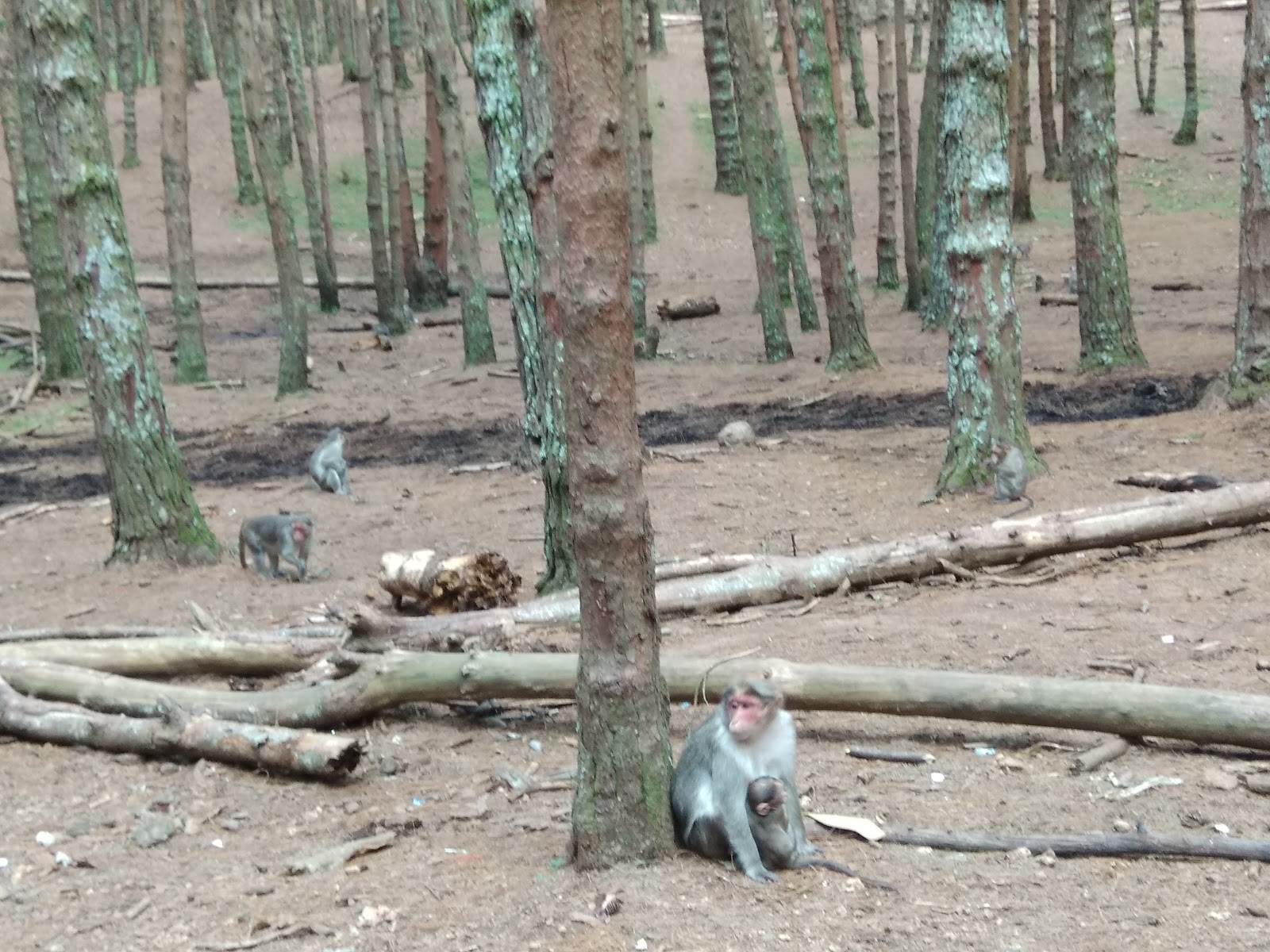 Kodaikanal Pine Forest