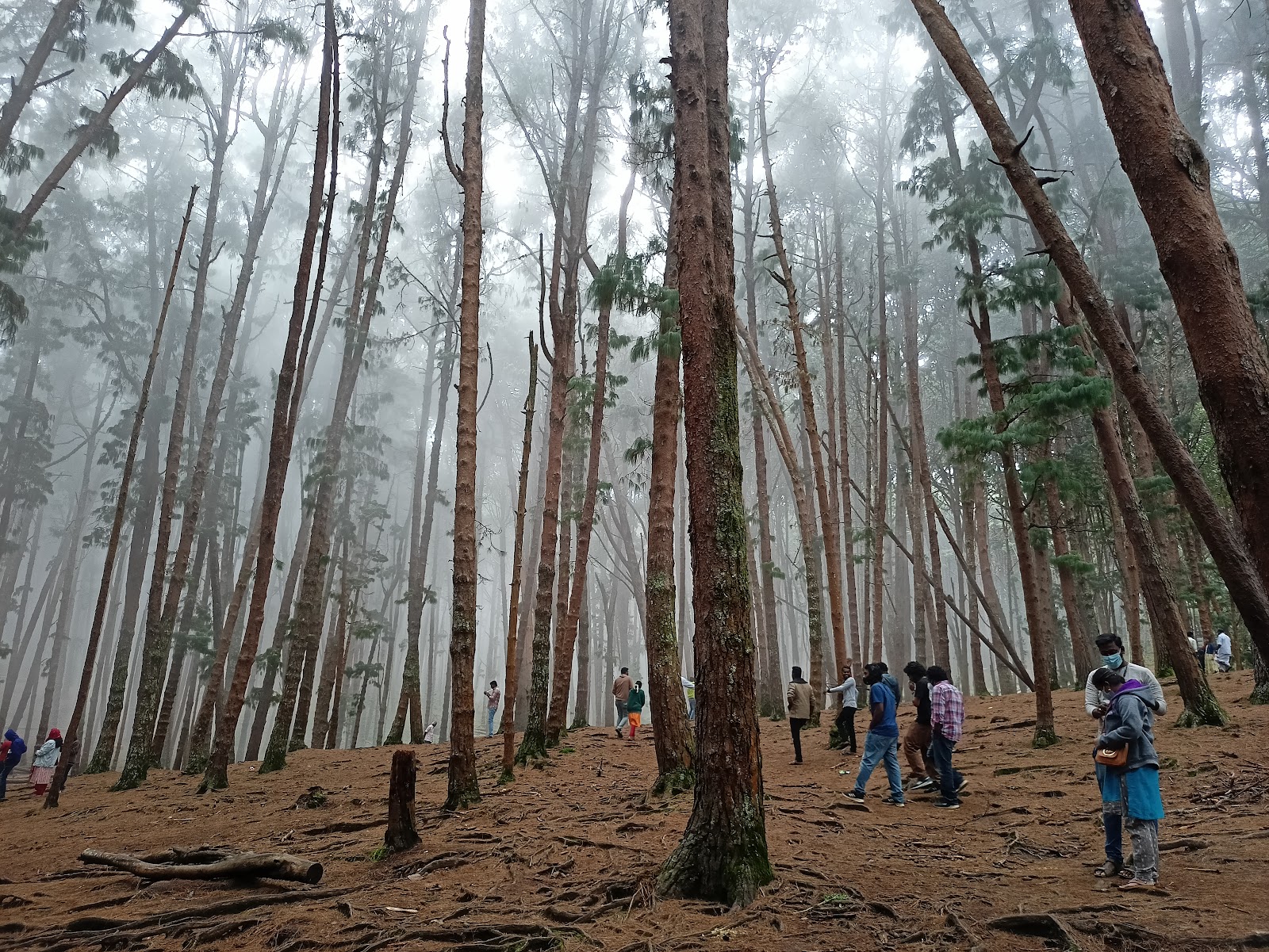 Kodaikanal Pine Forest