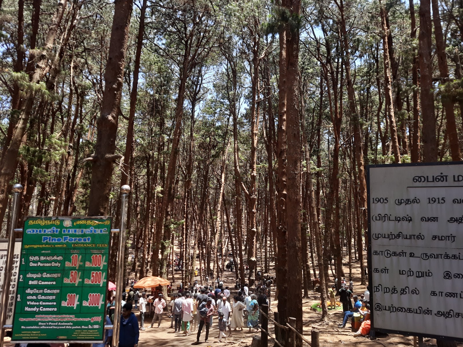 Kodaikanal Pine Forest