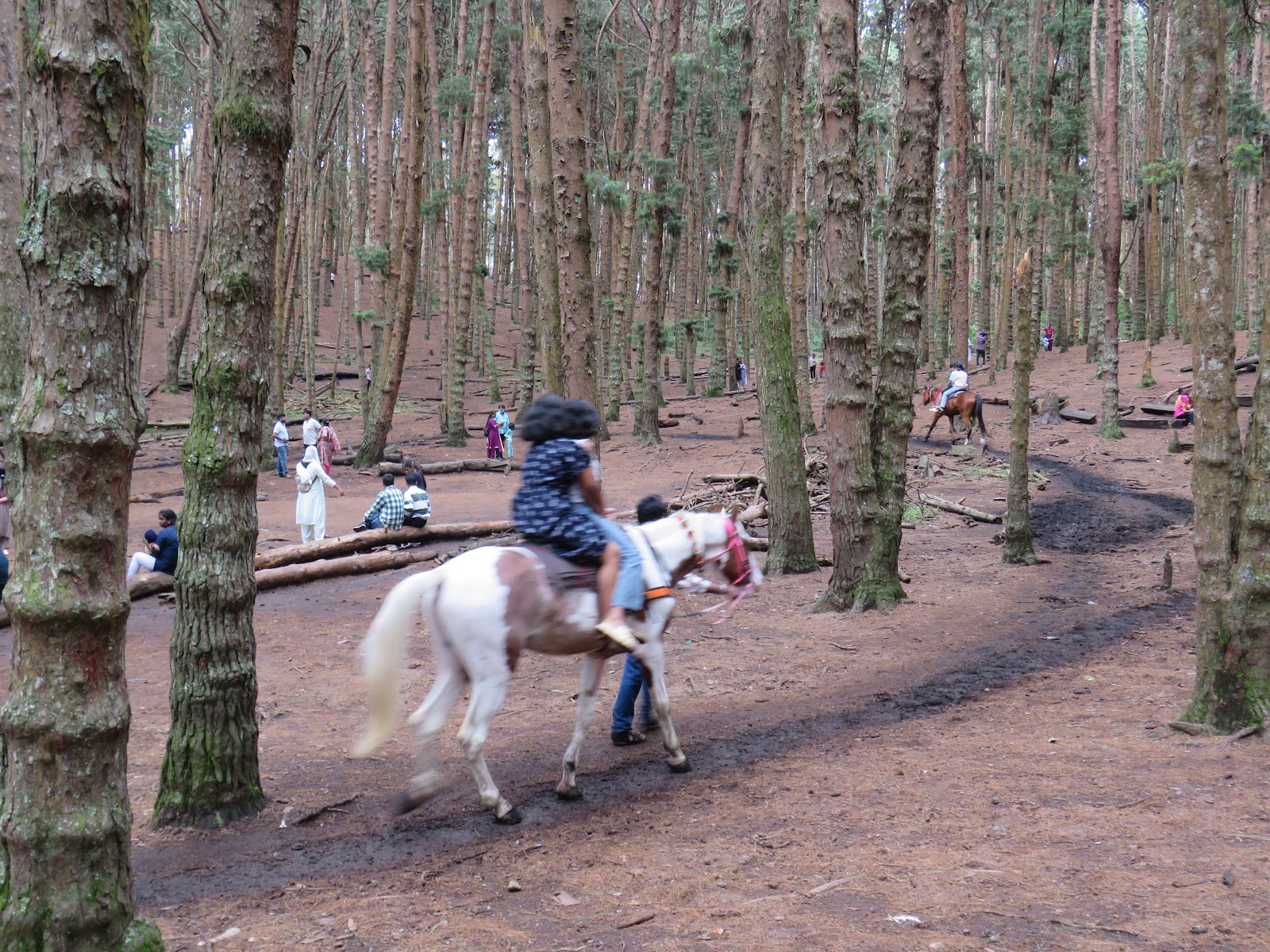 Kodaikanal Pine Forest