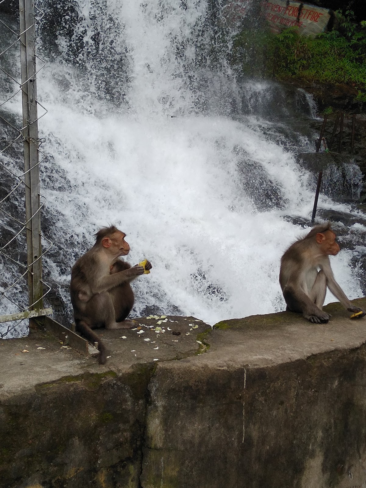 Cheeyappara Waterfalls