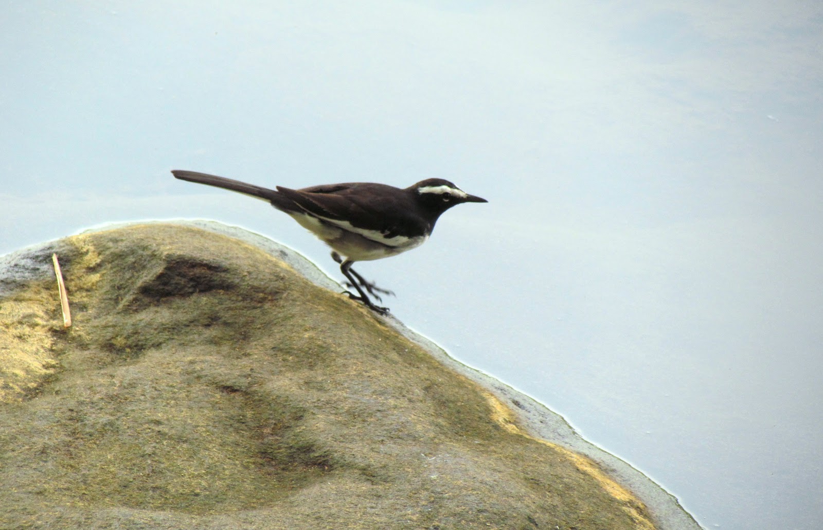 Kodanad Elephant Training Centre