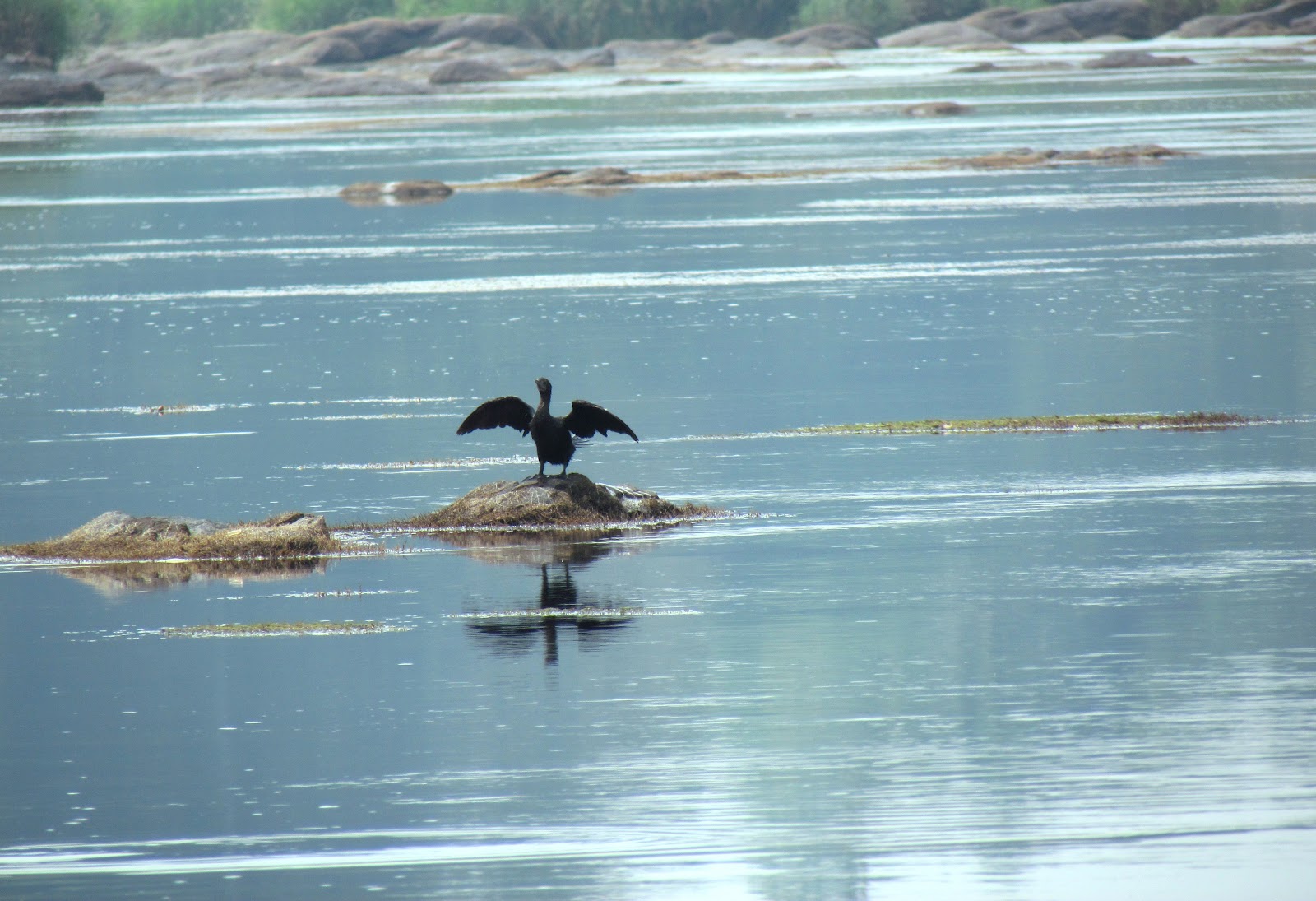 Kodanad Elephant Training Centre