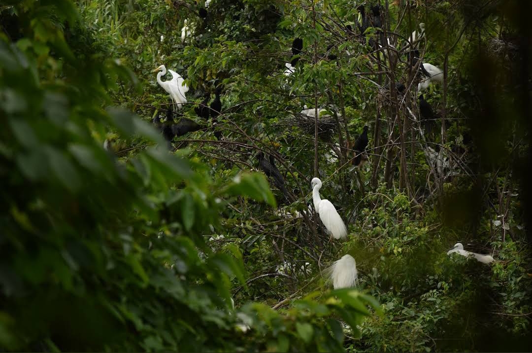 Kumarakom Bird Sanctuary
