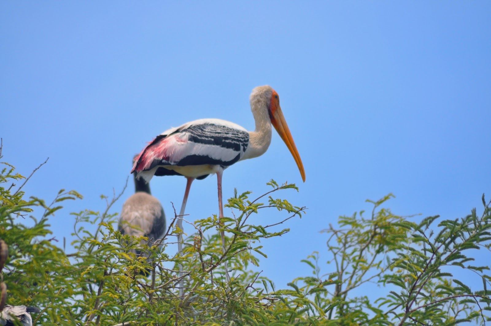 Kokkare Bellur - A Bird Watcher's Paradise in Karnataka