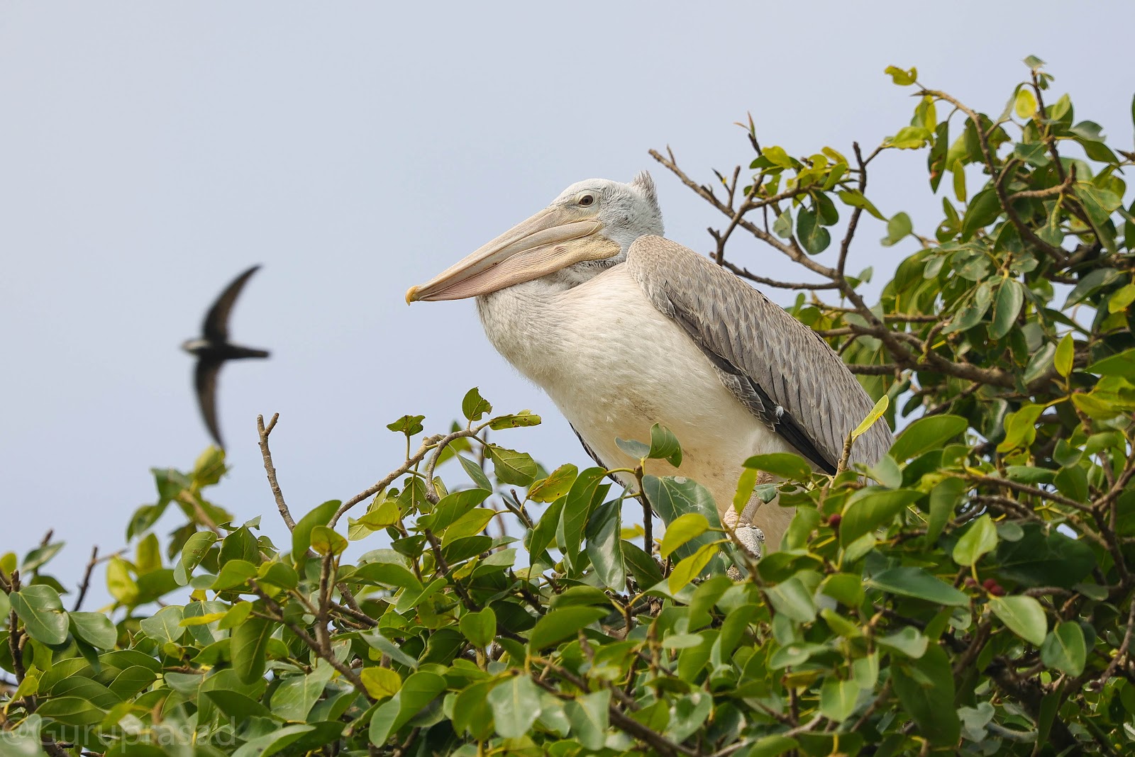 Kokkare Bellur Bird Sanctuary