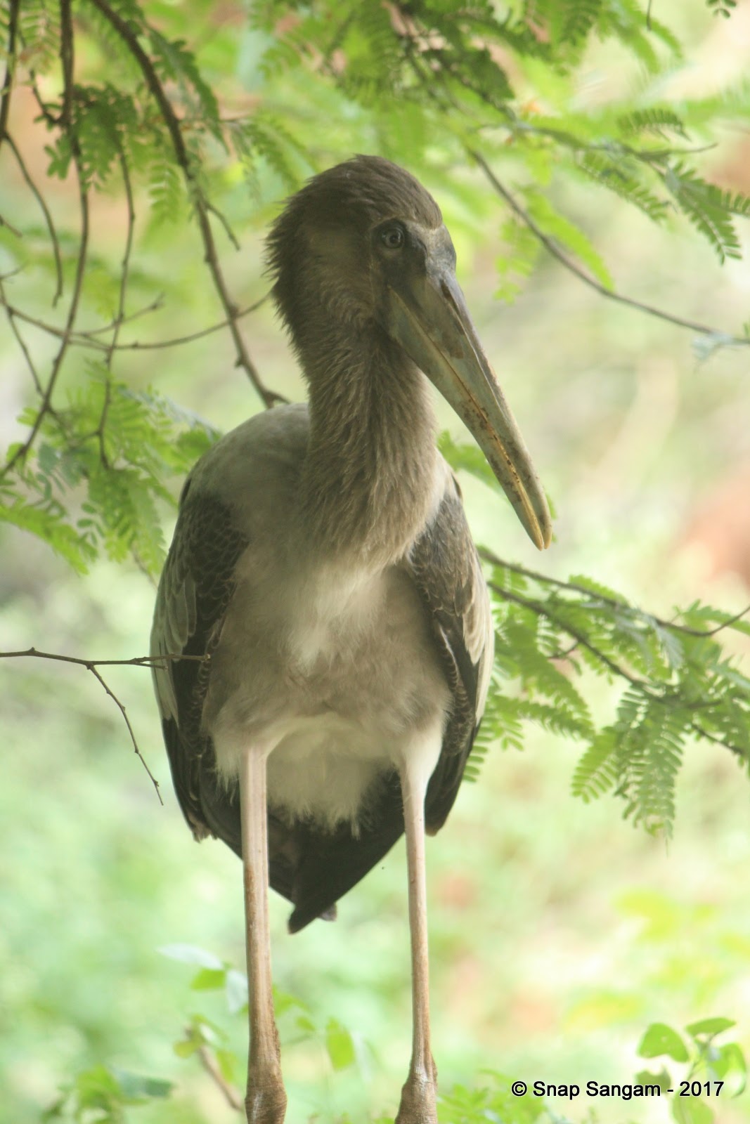 Kokkare Bellur Bird Sanctuary