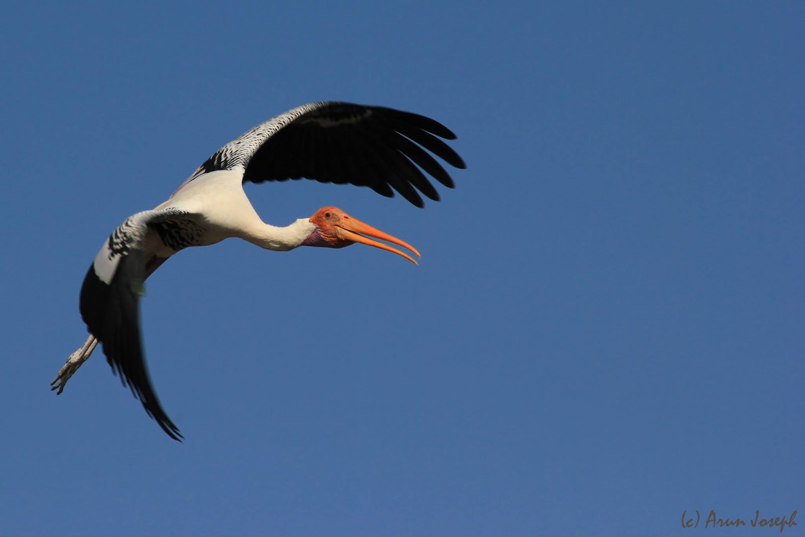 Kokkare Bellur Bird Sanctuary