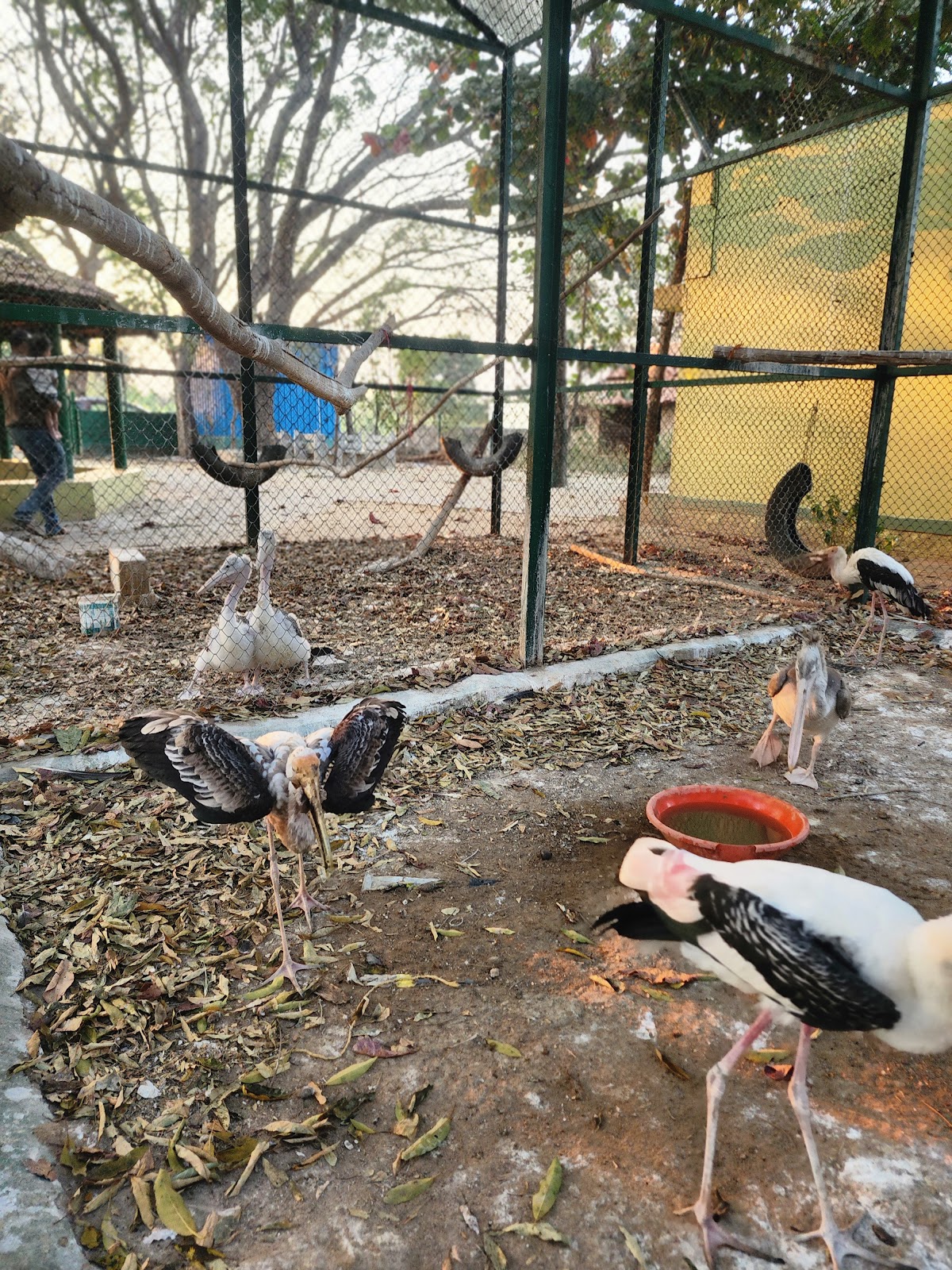 Kokkare Bellur Bird Sanctuary