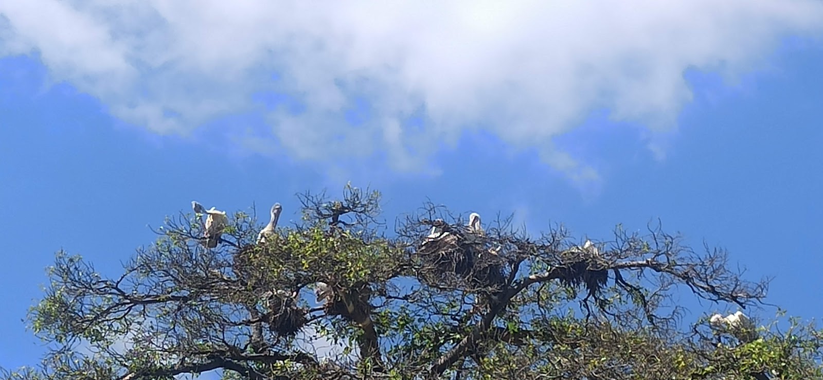 Kokkare Bellur Bird Sanctuary