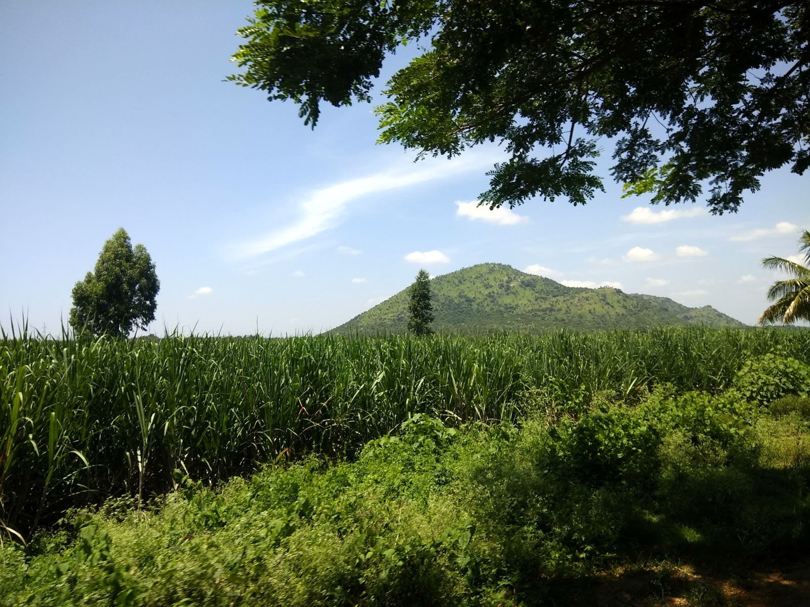 Shivanasamudra Falls