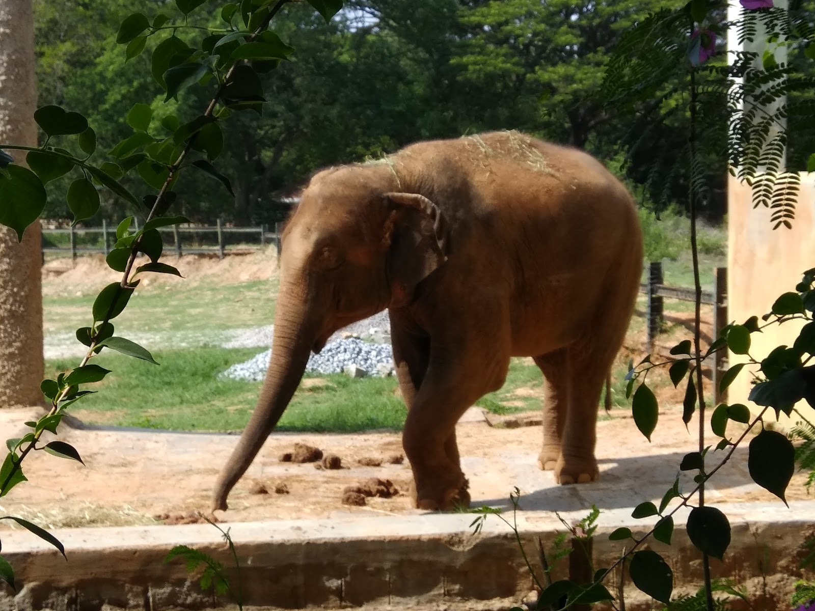 Mysore Zoo