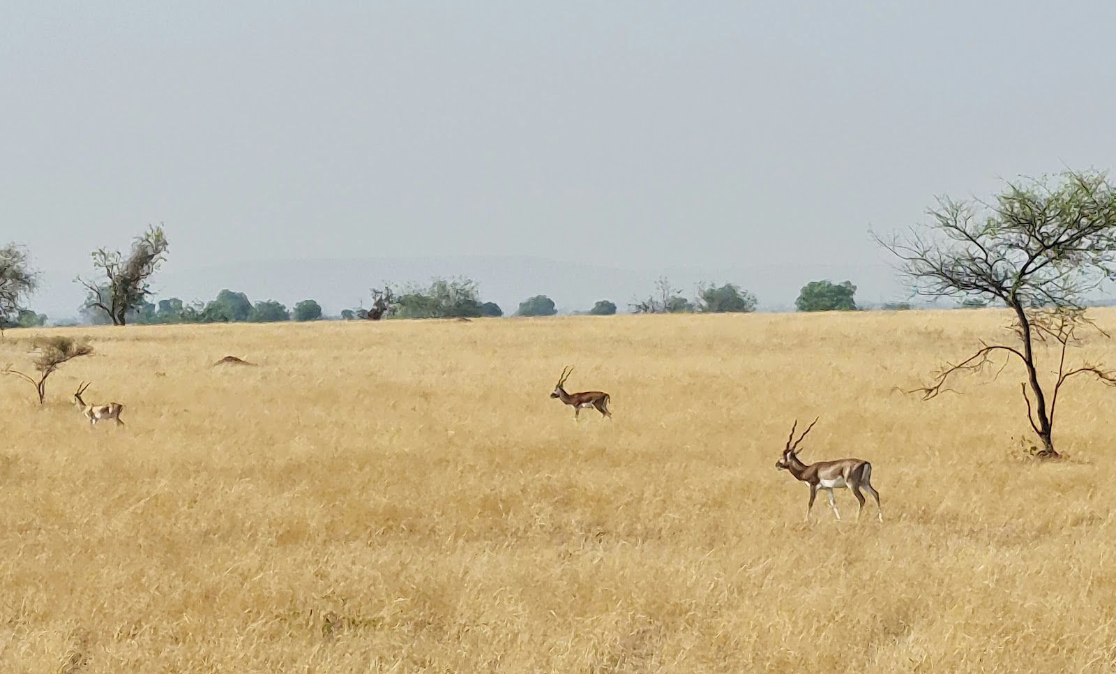 Rollapadu Bird Sanctuary
