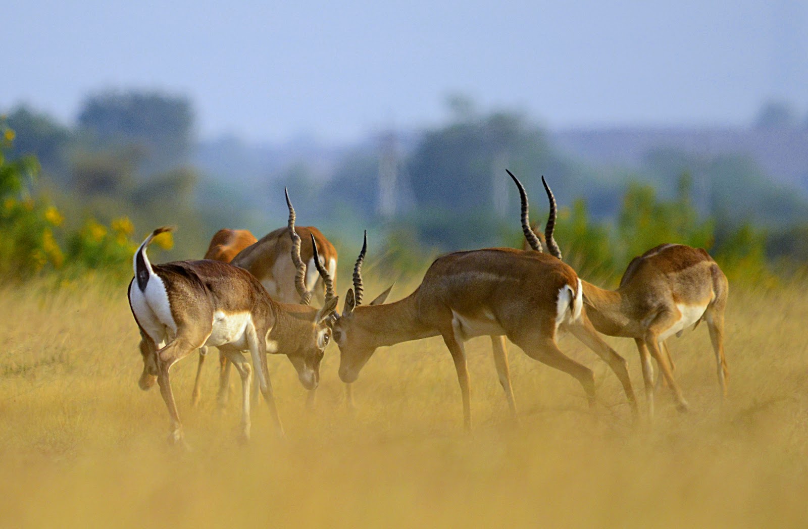 Rollapadu Wildlife Sanctuary