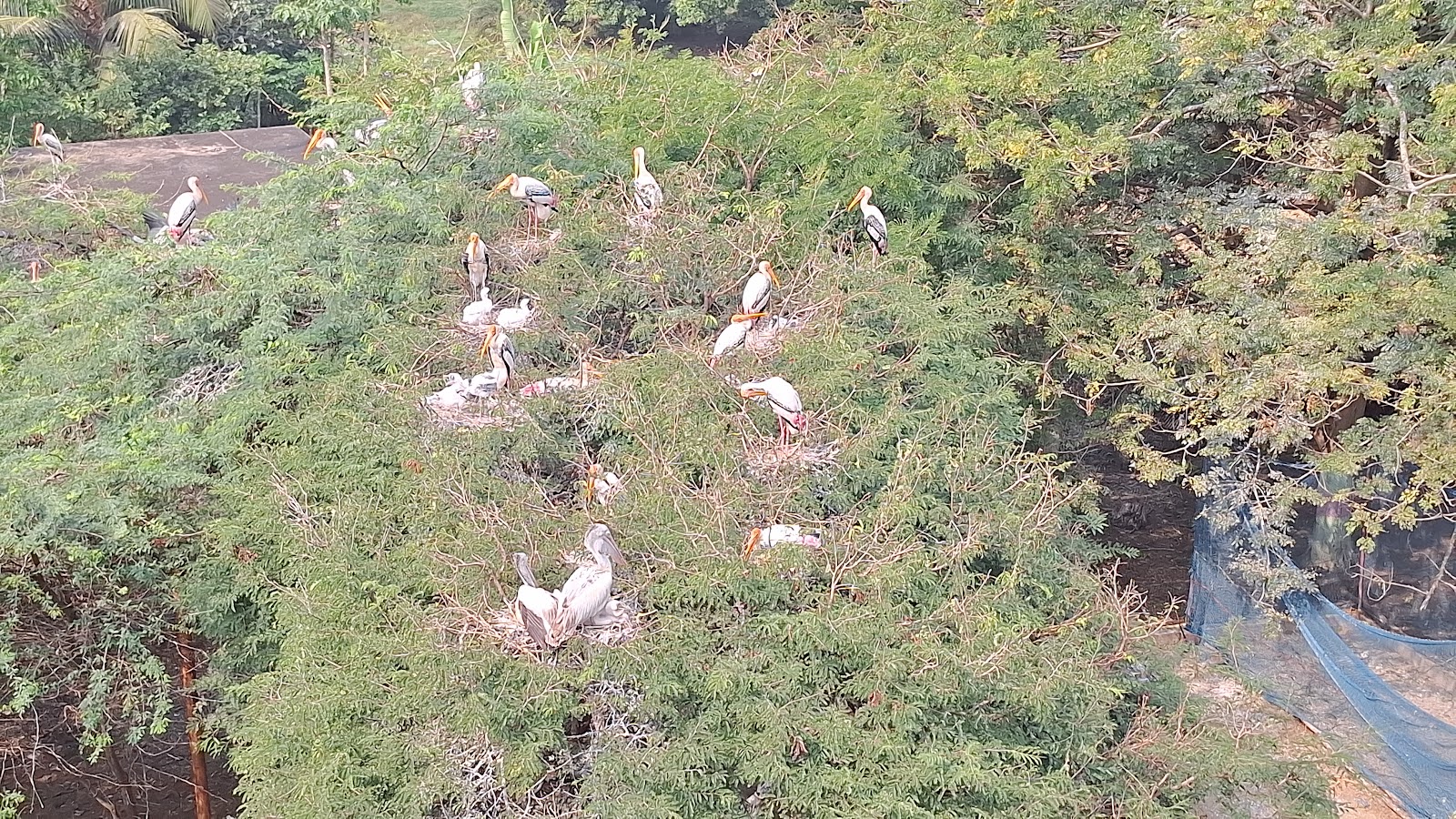 Birdwatching Wetlands