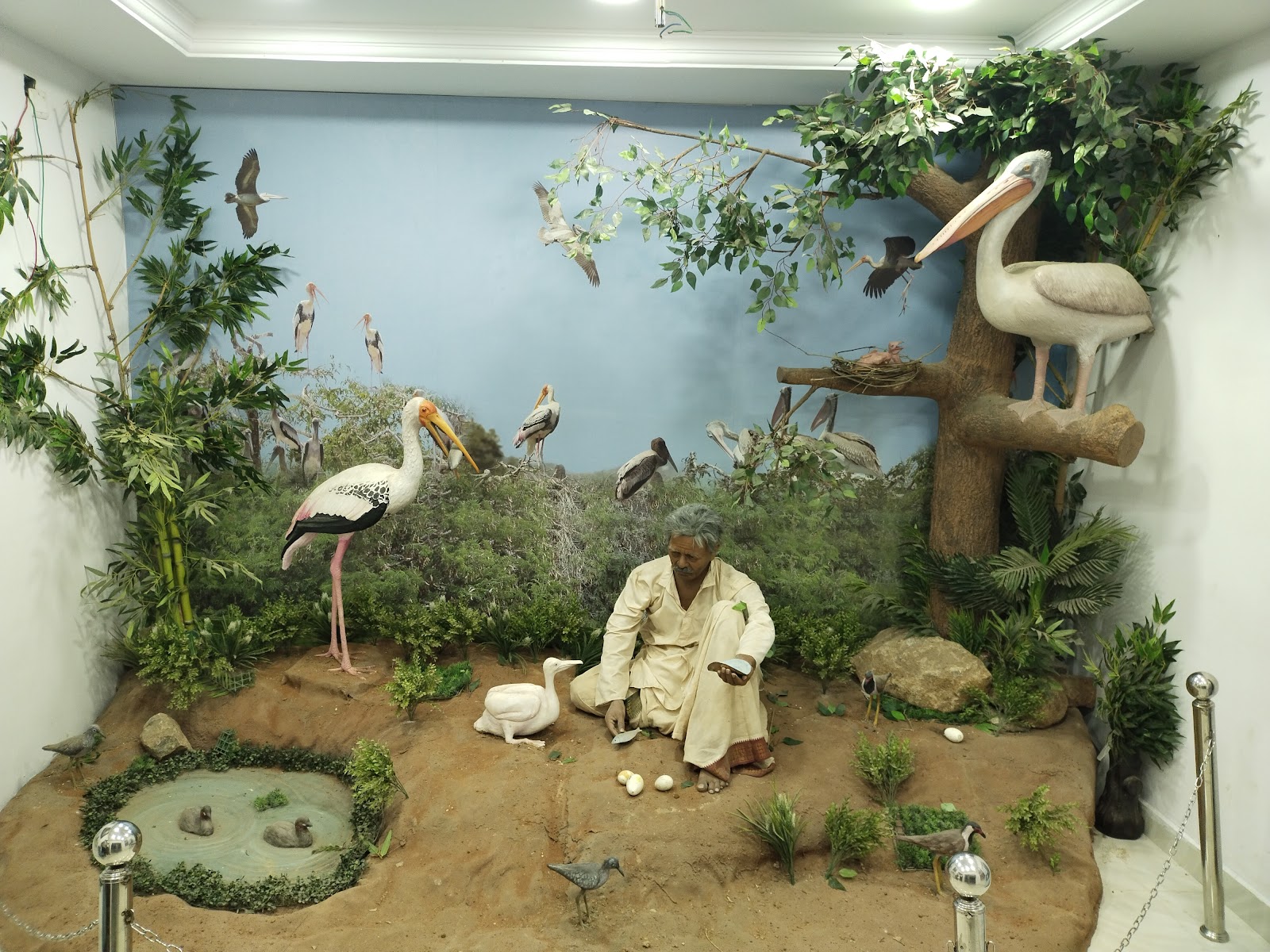 Birdwatching Wetlands