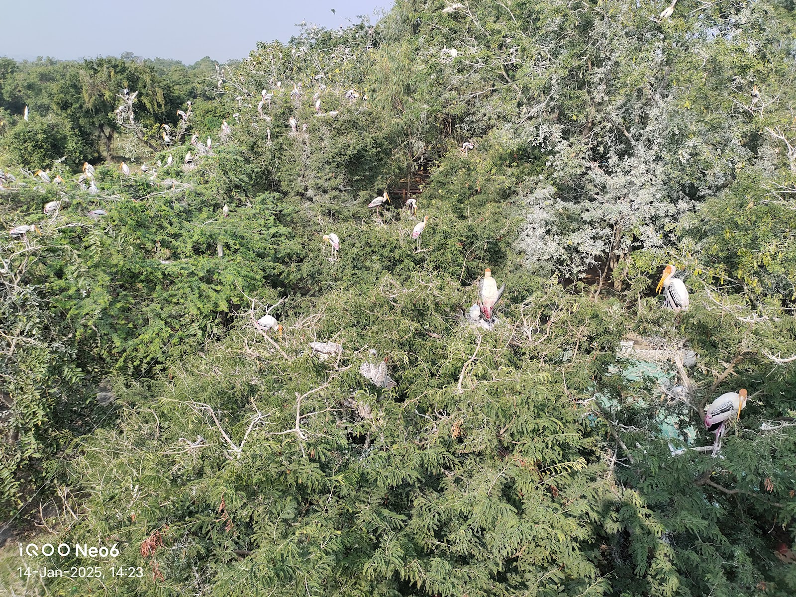 Birdwatching Wetlands