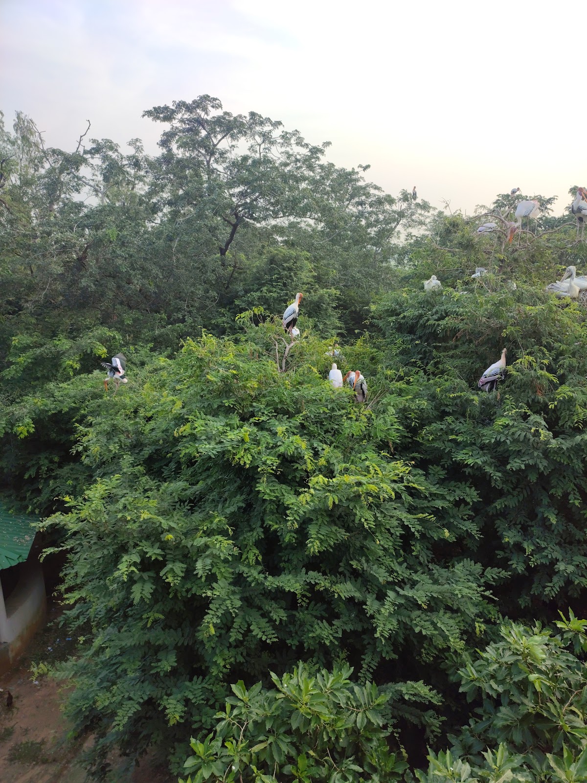 Birdwatching Wetlands
