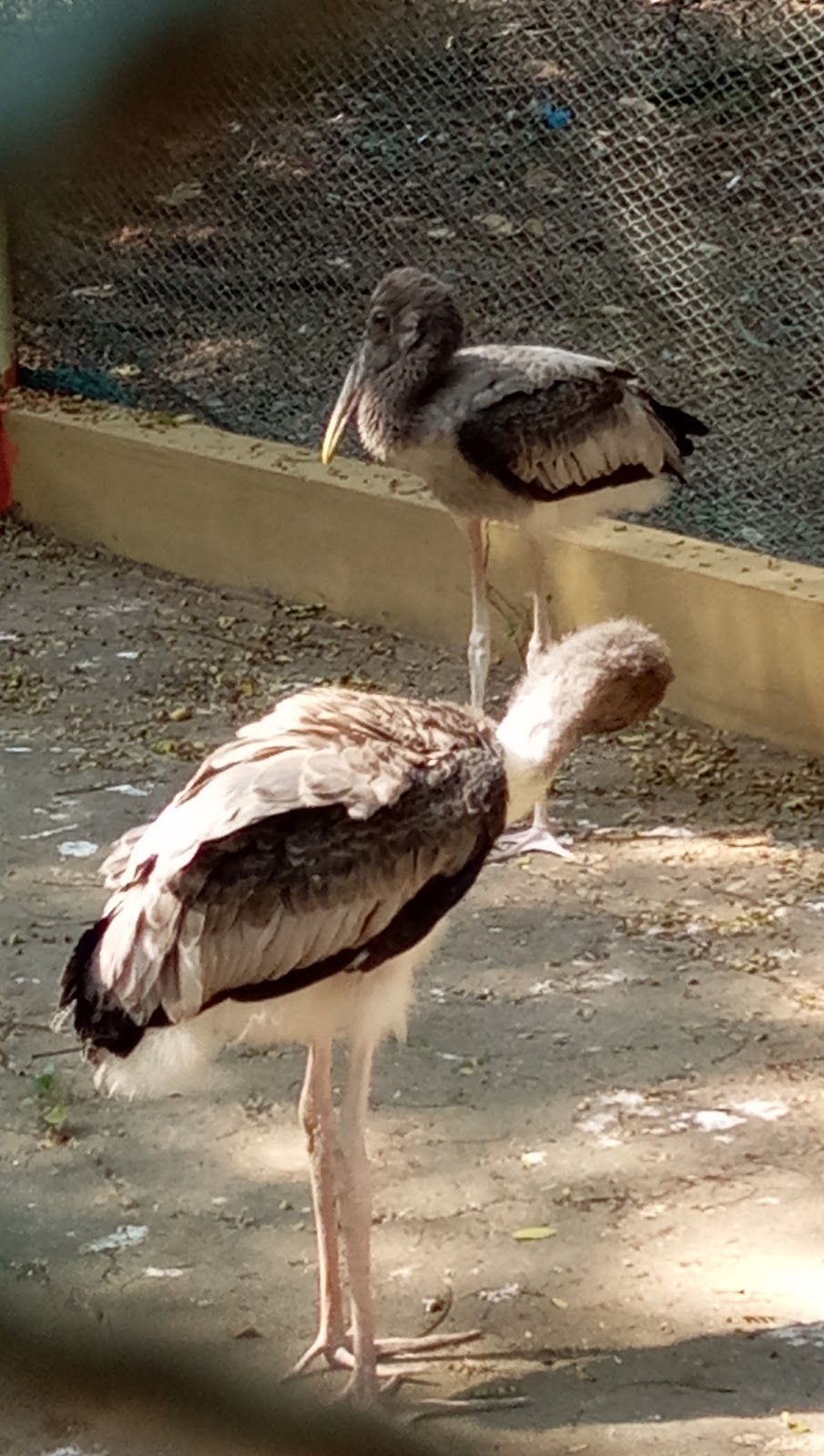 Birdwatching Wetlands